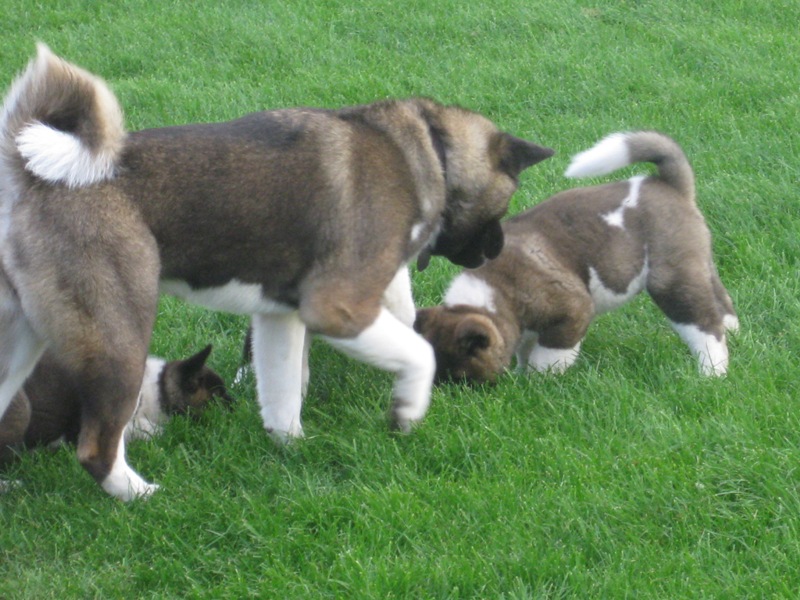 Puppies